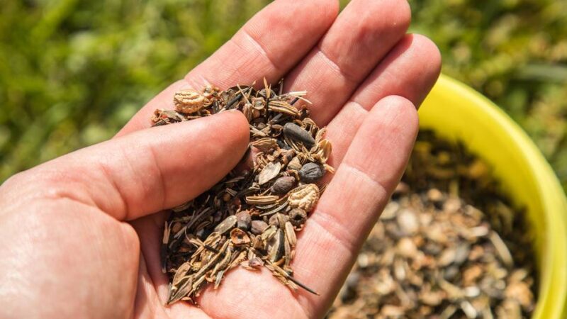 Die VHS in Neuss lädt ein: Erste Tauschbörse für Pflanzen und Saatgut