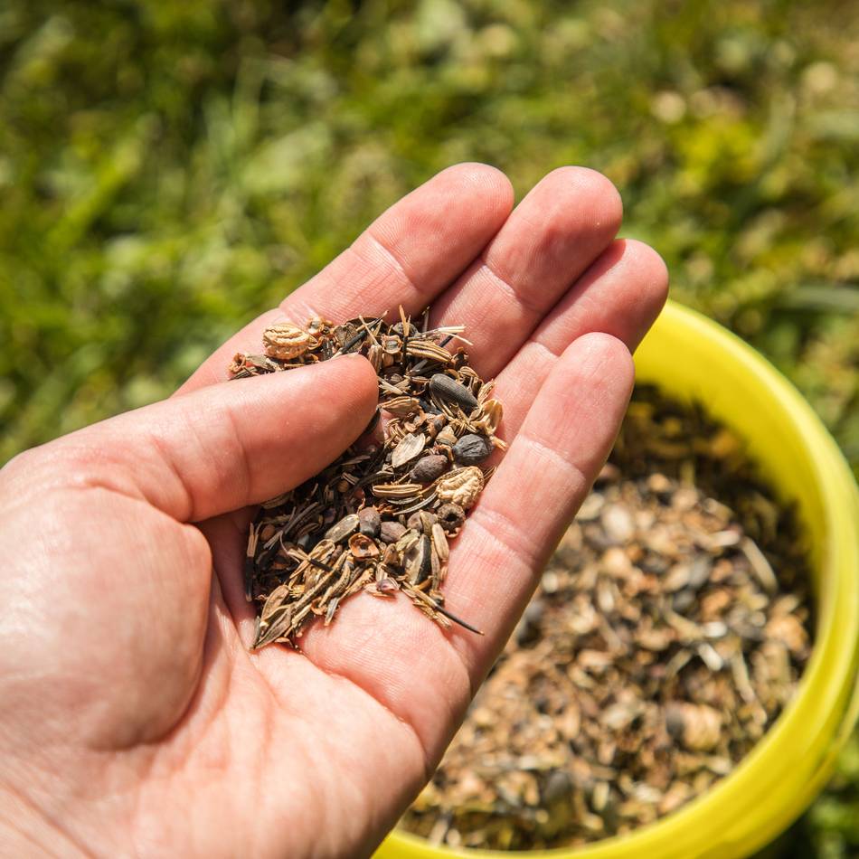 Die VHS in Neuss lädt ein: Erste Tauschbörse für Pflanzen und Saatgut