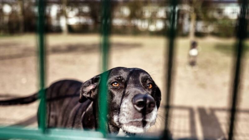 Peter-Härtling-Schule in Langenfeld: Schulbetrieb wird durch Gebell von der Hundewiese beeinträchtigt