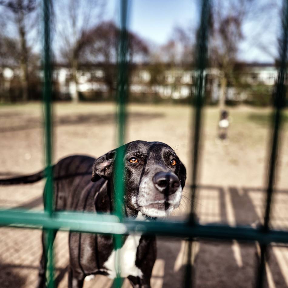 Peter-Härtling-Schule in Langenfeld: Schulbetrieb wird durch Gebell von der Hundewiese beeinträchtigt