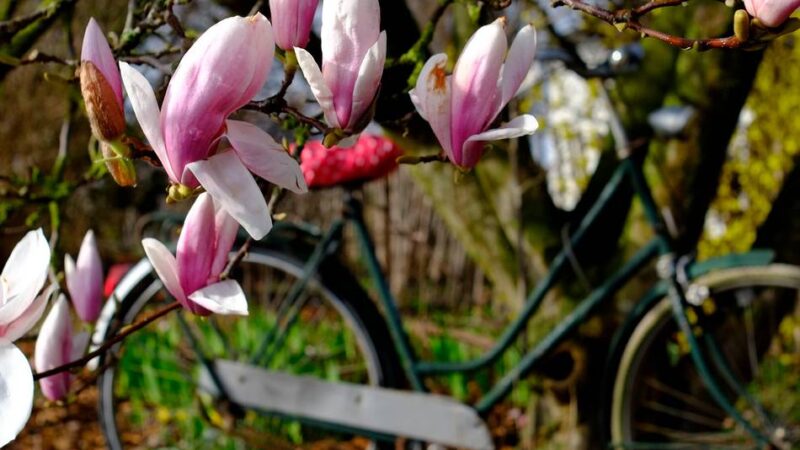 Kolumne Bildgedanken: Traum