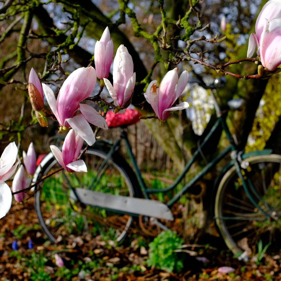 Kolumne Bildgedanken: Traum