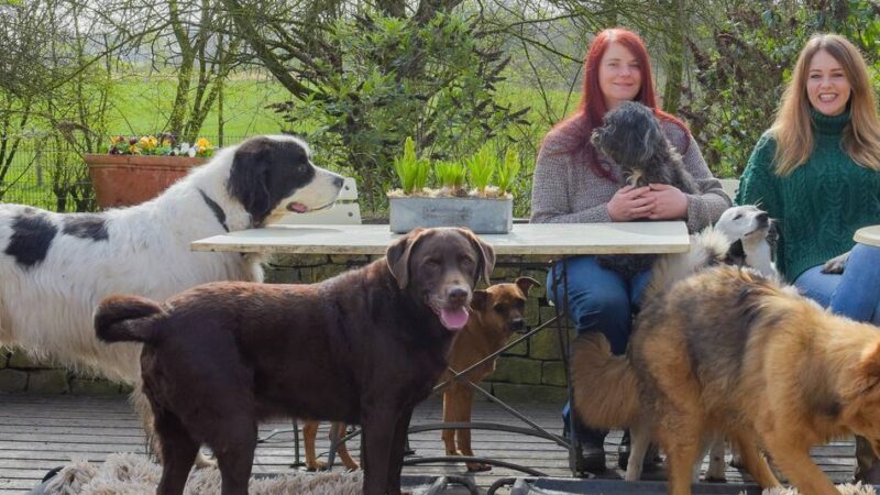 Tierbetreuung in Kleve: Diese Hundepension setzt auf Entspannung statt Massenbetreuung
