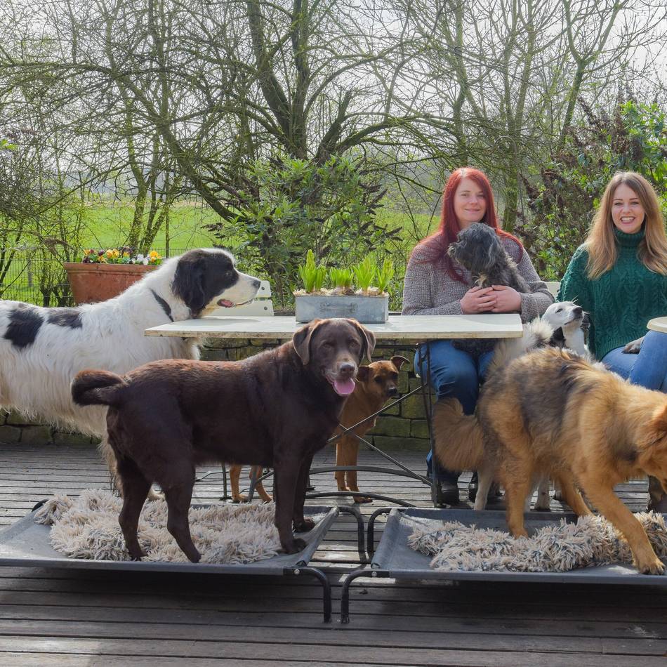 Tierbetreuung in Kleve: Diese Hundepension setzt auf Entspannung statt Massenbetreuung