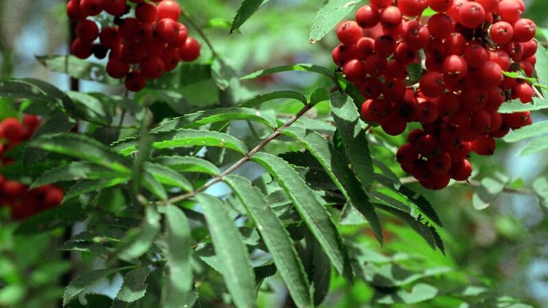 Politik in Langenfeld: FDP findet, dass Bürger durch Grünsatzung gegängelt werden