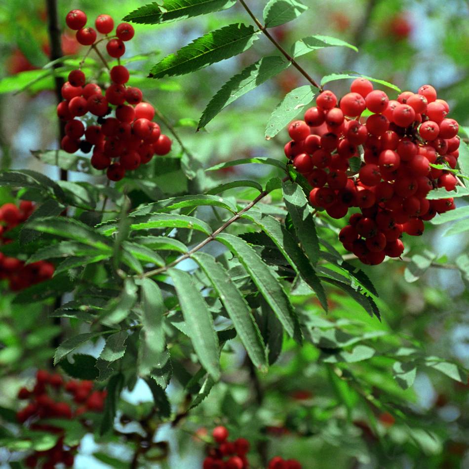 Politik in Langenfeld: FDP findet, dass Bürger durch Grünsatzung gegängelt werden