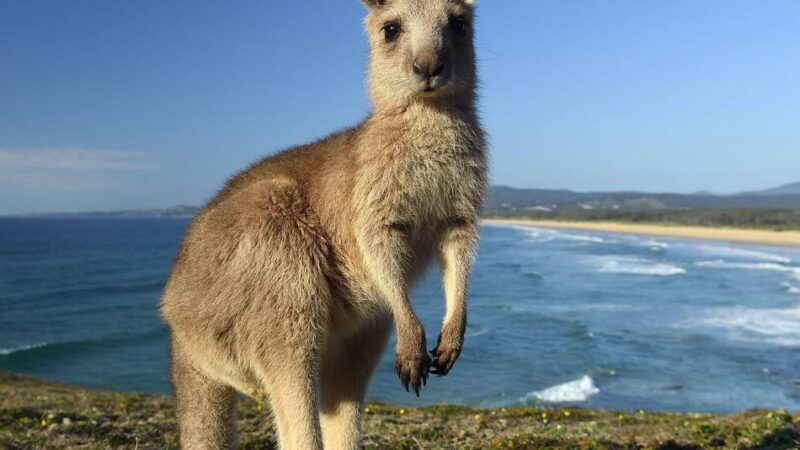 Australierin mit Wurzeln in Kevelaer: „Meine Oma war von den Kängurus begeistert und nannte sie Springer“
