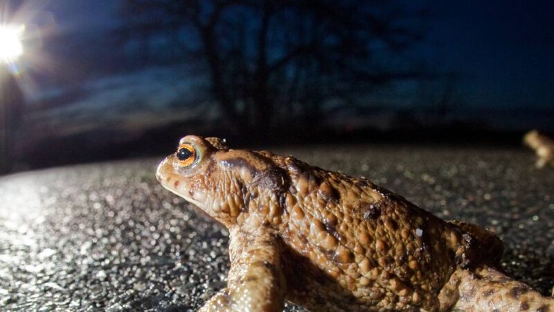 Tierfreunde aus St. Hubert warnen: Warum es wirklich wichtig ist, an Amphibien-Hotspots langsam zu fahren