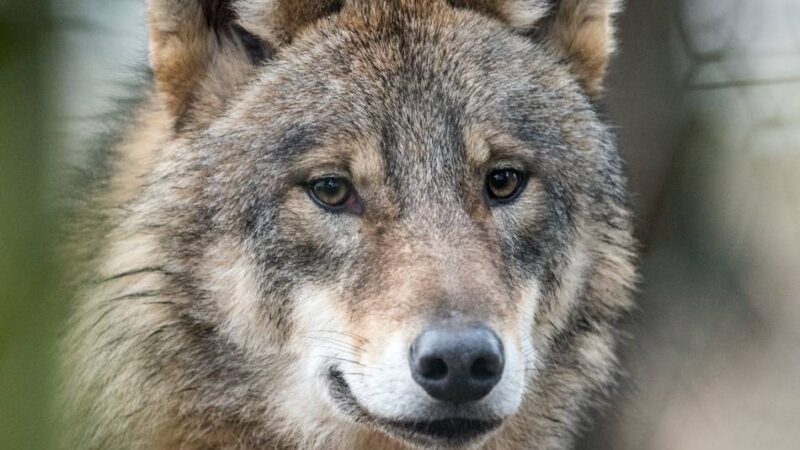 Bundestag erleichtert Abschuss: Wolf in Deutschland – Sascha van Beek begrüßt neue Regeln