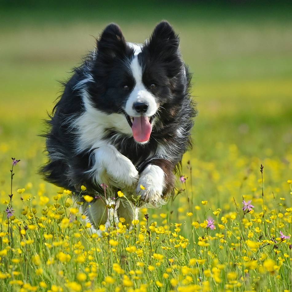 Mehr Platz für Waldi & Co.: Stadt prüft Standorte für Hundewiesen