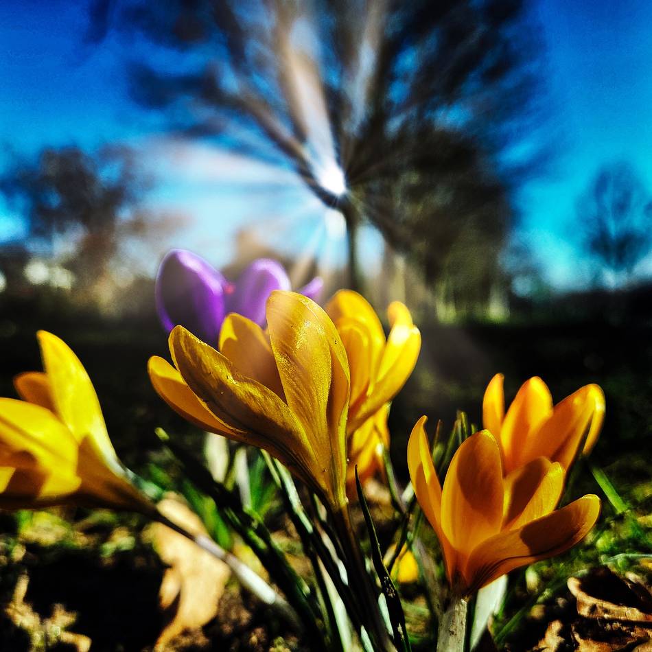 Leseraktion – mailen Sie uns Ihre Bilder: So schön ist der Frühling