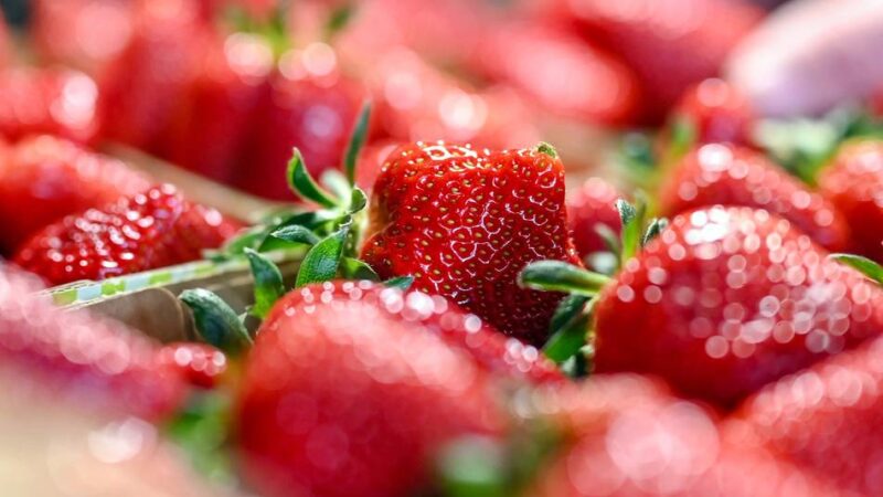 Rotes Gold in Mönchengladbach: Diese Hofläden bieten schon frische Erdbeeren an