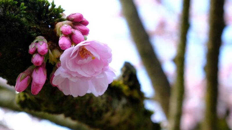 Kolumne Bildgedanken: Geschenk