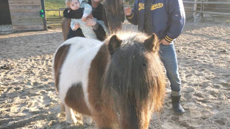 Feier für den guten Zweck: Charity-Party für Ratingens Seniorpferde