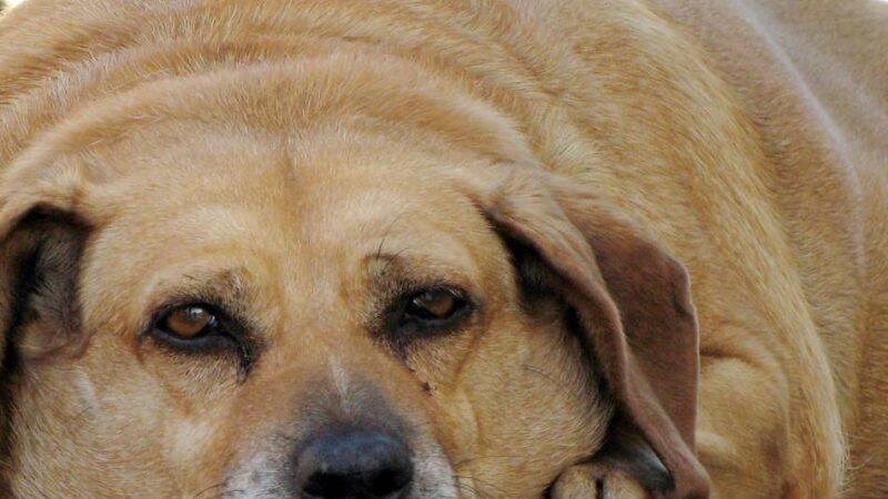 Ach, du dicker Hund!: Tierpflegerin gibt Abnehmtipps für Vierbeiner