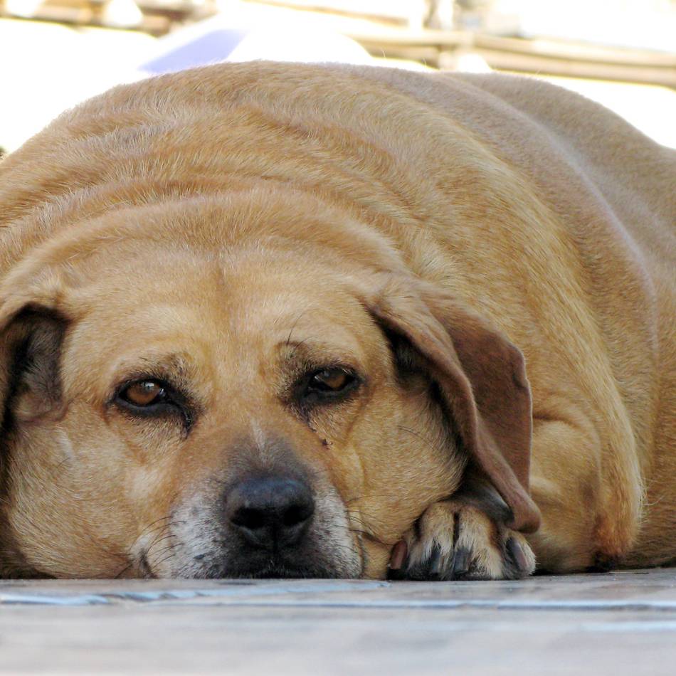Ach, du dicker Hund!: Tierpflegerin gibt Abnehmtipps für Vierbeiner