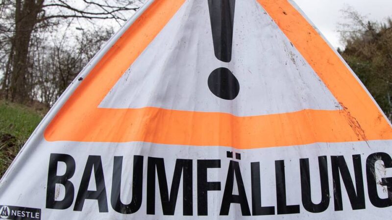 Rindennekrosen und Pilzbefall: Stadt muss 20 kranke Bäume fällen