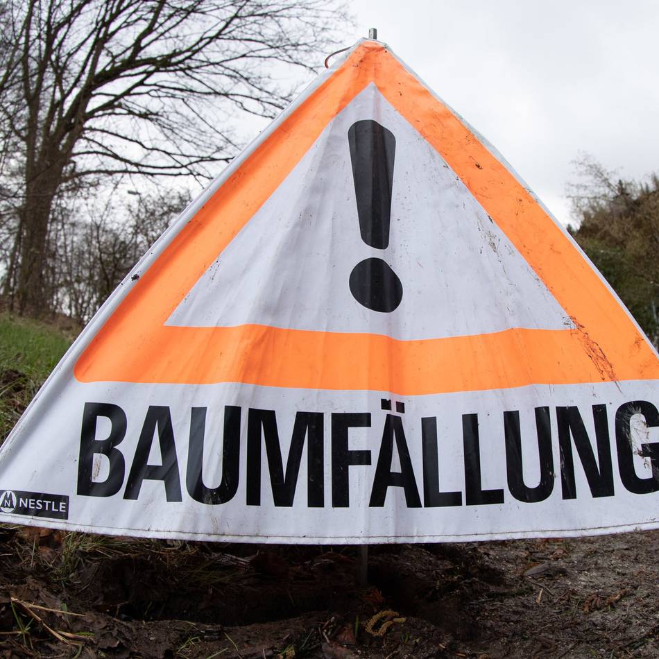 Rindennekrosen und Pilzbefall: Stadt muss 20 kranke Bäume fällen