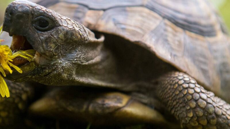 Polizei Viersen stellt Ermittlungen ein: Vermisste Schildkröten wieder aufgetaucht