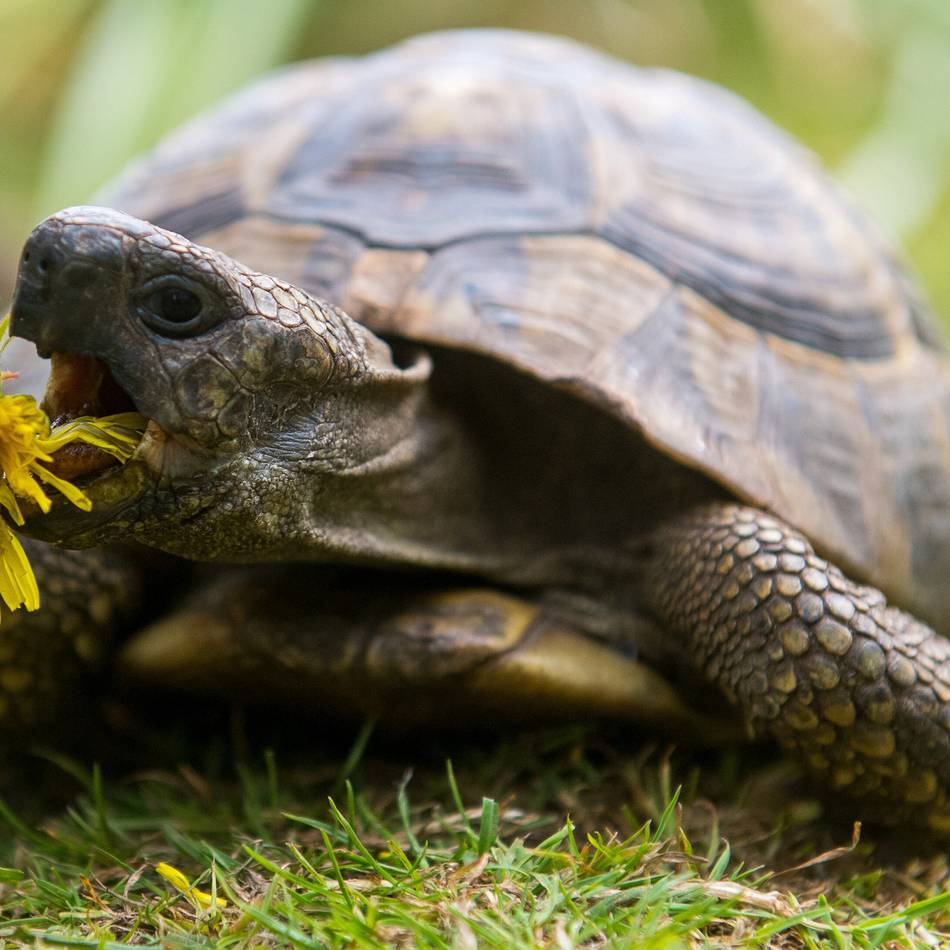 Polizei Viersen stellt Ermittlungen ein: Vermisste Schildkröten wieder aufgetaucht