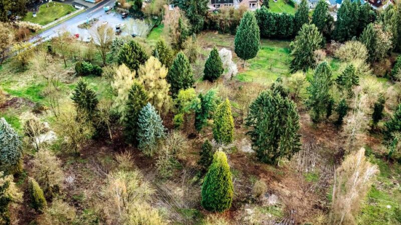 Stadt Monheim hat Gelände gekauft: Hartholzauenwald entsteht auf ehemaligem Kleingartengelände