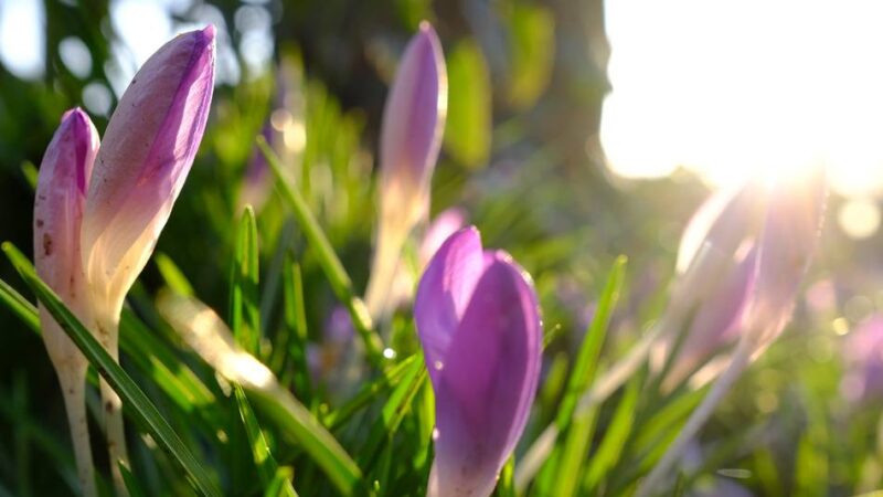 Kolumne Bildgedanken: Frühlingsboten