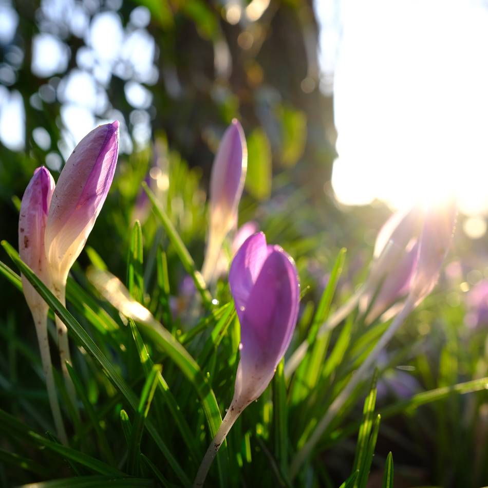 Kolumne Bildgedanken: Frühlingsboten