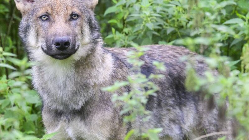 DNA-Untersuchung soll Klarheit bringen: Verdachtsfall Wolf nach Unfall auf der A46 bei Erkelenz-Süd