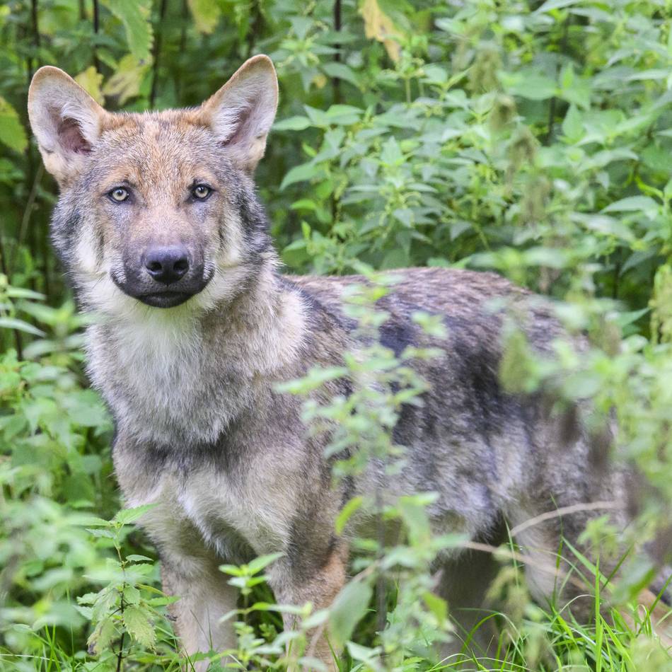 DNA-Untersuchung soll Klarheit bringen: Verdachtsfall Wolf nach Unfall auf der A46 bei Erkelenz-Süd