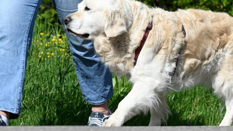 Bestandsaufnahme in Willich: Ordnungsdienst kontrolliert Hundehalter