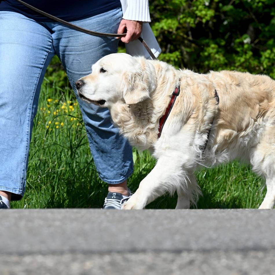 Bestandsaufnahme in Willich: Ordnungsdienst kontrolliert Hundehalter