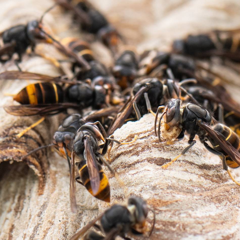 Feind der Honigbienen im Kreis Kleve: Regionaler Honig könnte bald teurer werden – schon erste Nester der Asiatischen Hornisse
