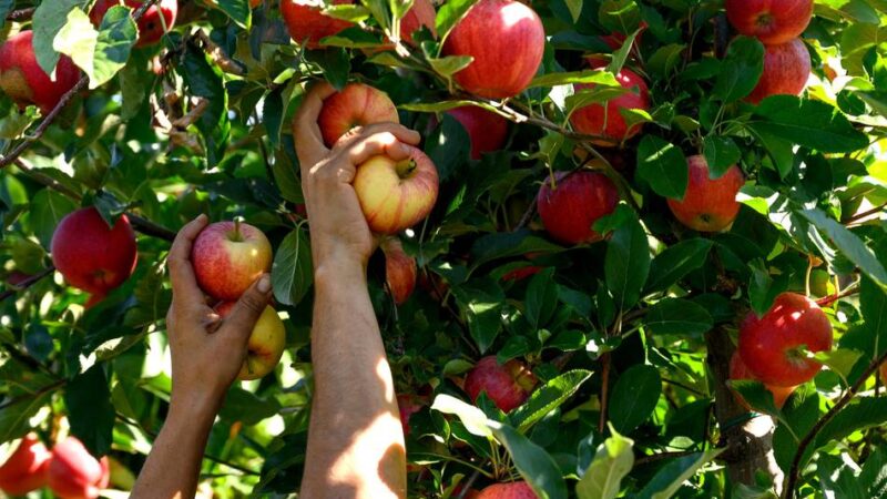 Die Aulen Mettmanner pflanzen die nächsten Bäume: Eine Erle für den Stadtwald und eine Süßkirsche für die Streuobstwiese