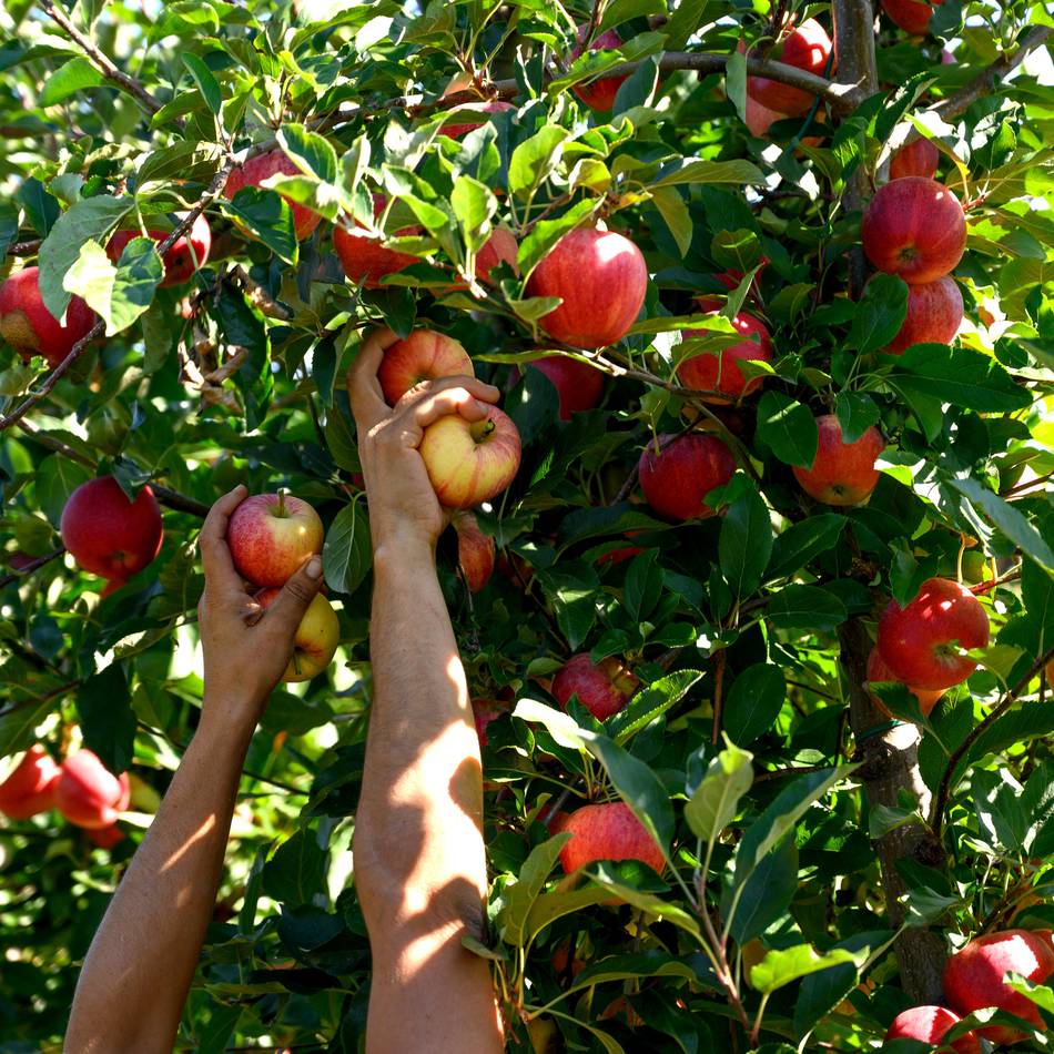 Die Aulen Mettmanner pflanzen die nächsten Bäume: Eine Erle für den Stadtwald und eine Süßkirsche für die Streuobstwiese