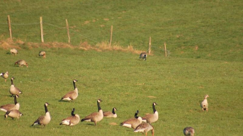 Wildgans in Hückeswagen: Vogelgrippe-Fall an der Bever-Talsperre