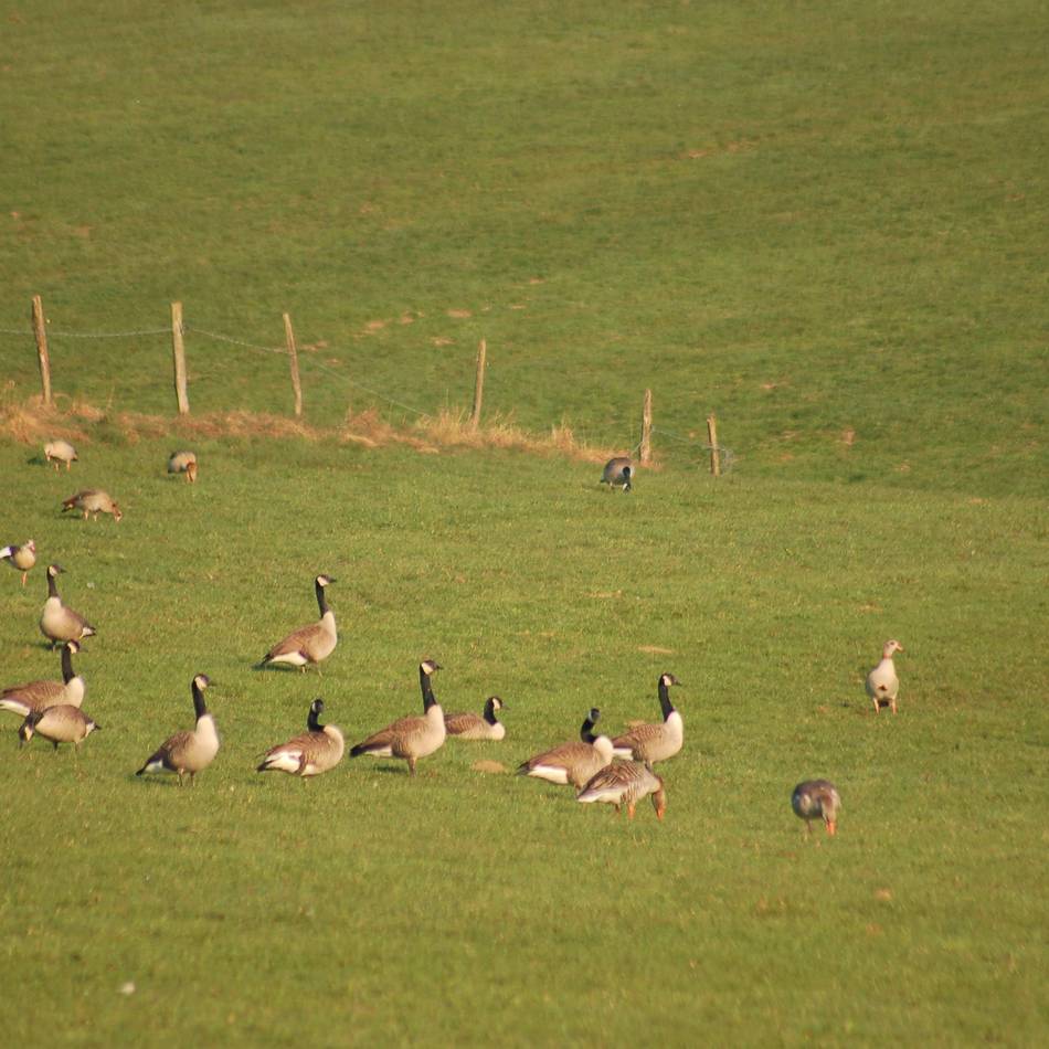 Wildgans in Hückeswagen: Vogelgrippe-Fall an der Bever-Talsperre
