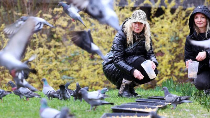 Tiere in Mettmann: Ein neuer Verein für die Mettmanner Tauben