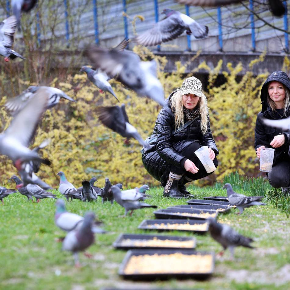 Tiere in Mettmann: Ein neuer Verein für die Mettmanner Tauben
