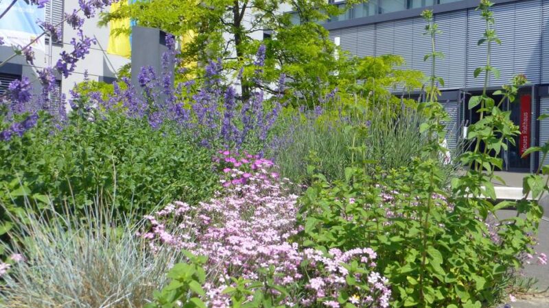 Mitmach-Projekt: Gemeinsam die Artenvielfalt in Moers fördern