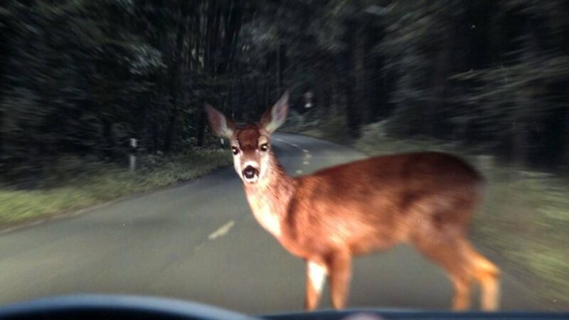 Polizei warnt vor Wildunfällen im Kreis Viersen: Was tun, wenn ein Reh vors Auto läuft?