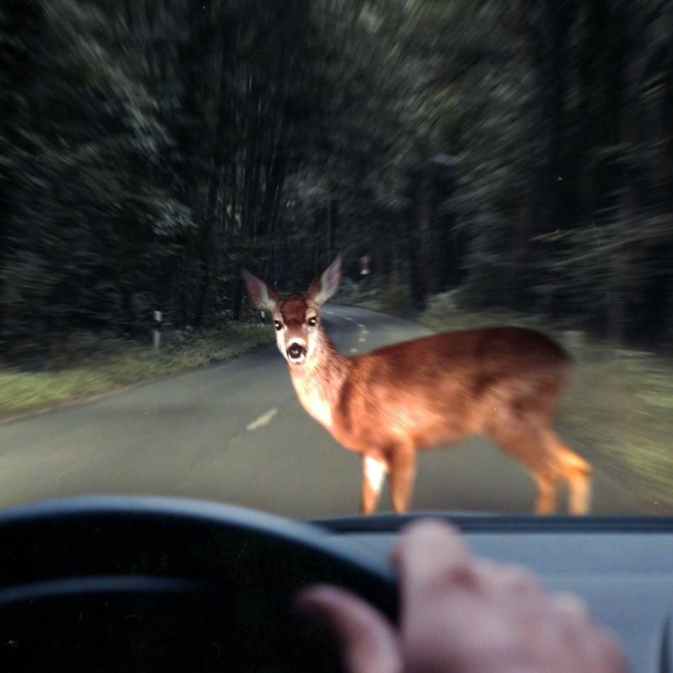 Polizei warnt vor Wildunfällen im Kreis Viersen: Was tun, wenn ein Reh vors Auto läuft?
