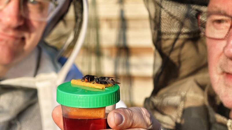 Existenzangst bei Imkern im Kreis Mettmann: „Dann pflücken Sie hier keinen Apfel mehr vom Baum“