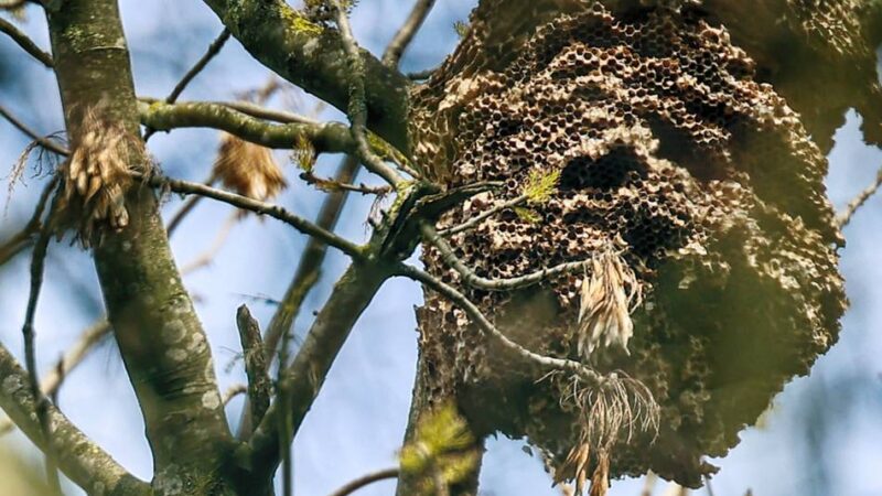 Natur in Mettmann: Der Hilferuf der Imker