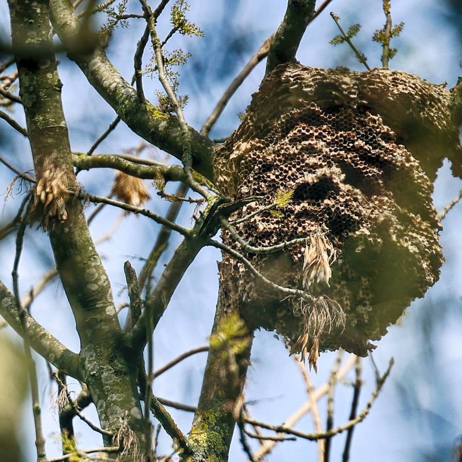 Natur in Mettmann: Der Hilferuf der Imker