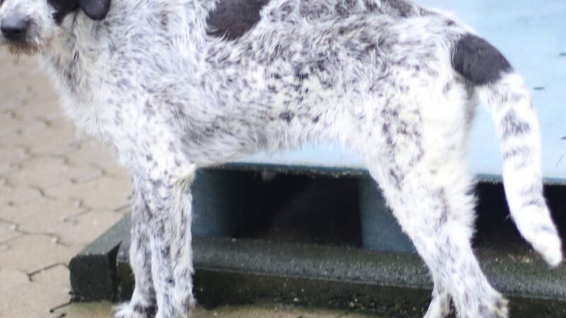 „Tier der Woche“ in Wermelskirchen: Abenteuerlustige „Abby“ sucht aktive Menschen