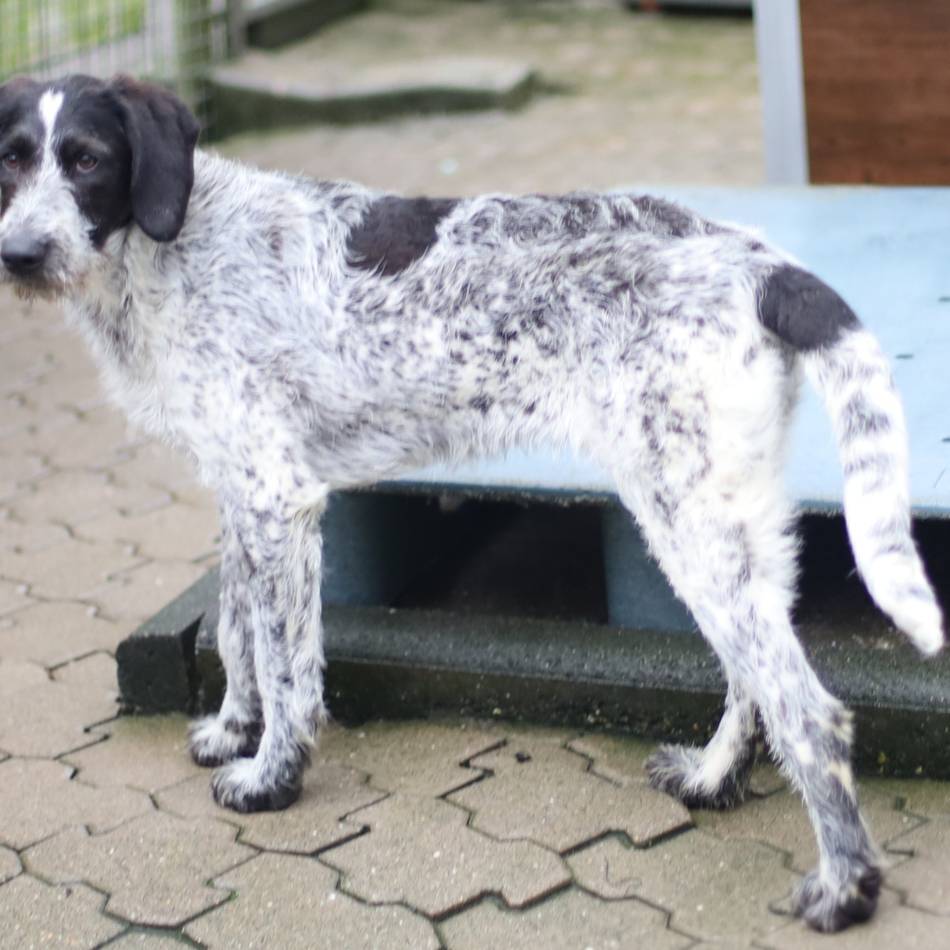 „Tier der Woche“ in Wermelskirchen: Abenteuerlustige „Abby“ sucht aktive Menschen