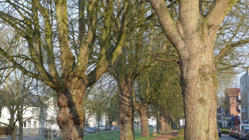 Kranke Bäume in den Rheinberger Wallanlagen: Es gibt Hoffnung für die Kastanienallee