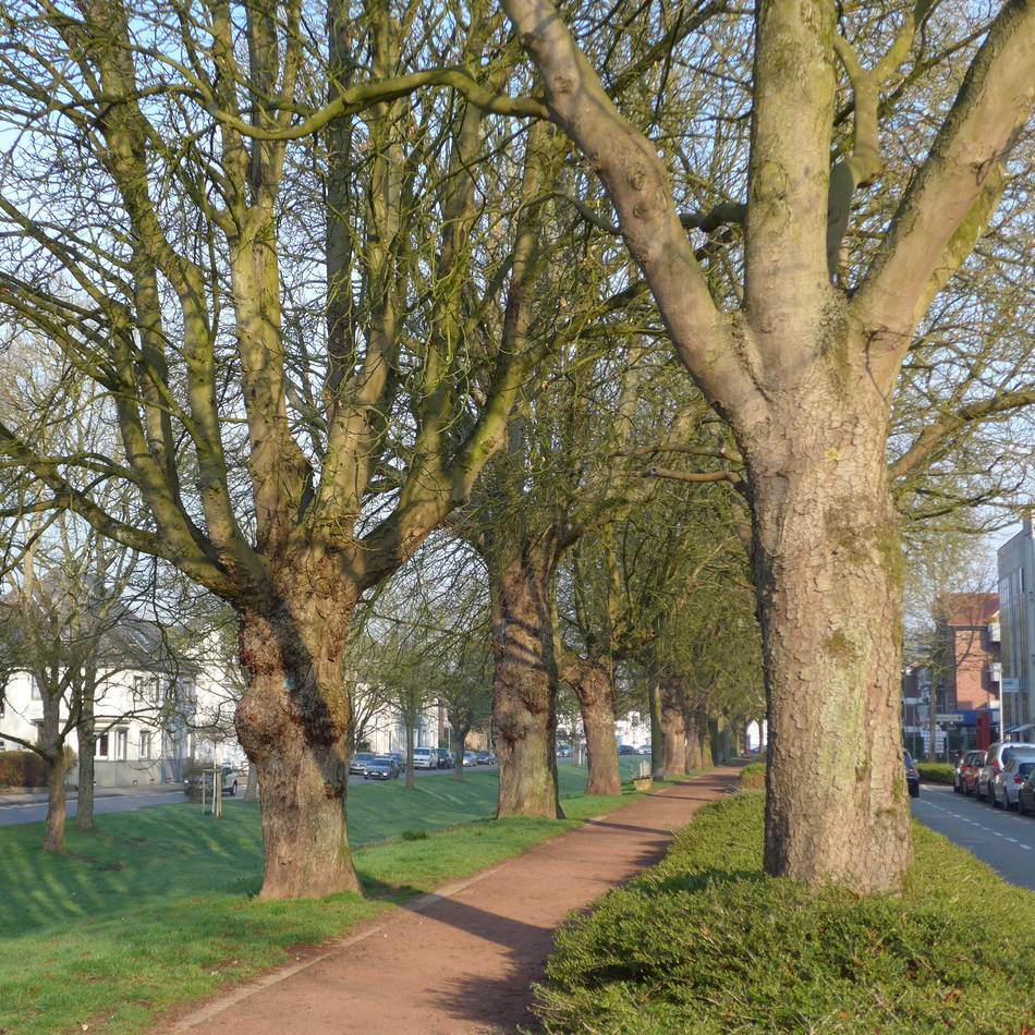 Kranke Bäume in den Rheinberger Wallanlagen: Es gibt Hoffnung für die Kastanienallee