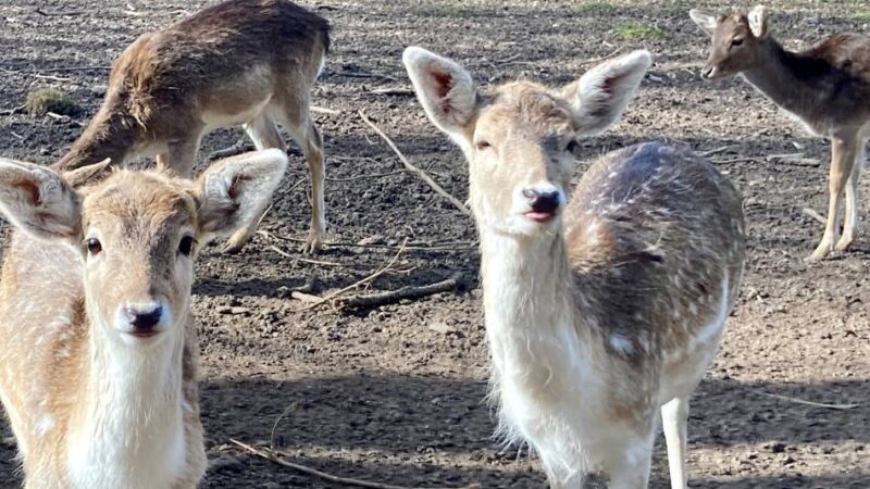Debatte über Damwild-Gehege in Neuss: „Die Zeit der Abschüsse im Park ist vorbei“