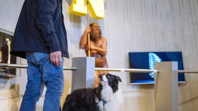 Hunde im Museum: Das steckt hinterm „Doggy Day“ im Neanderthal Museum